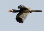 Piping Hornbill